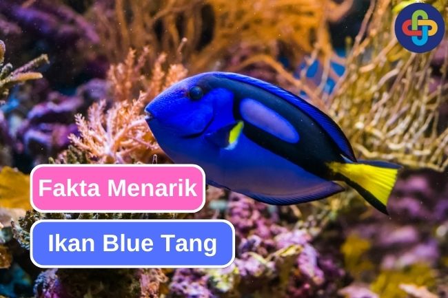 Fakta Unik Ikan Blue Tang, Ikan Hias yang Populer